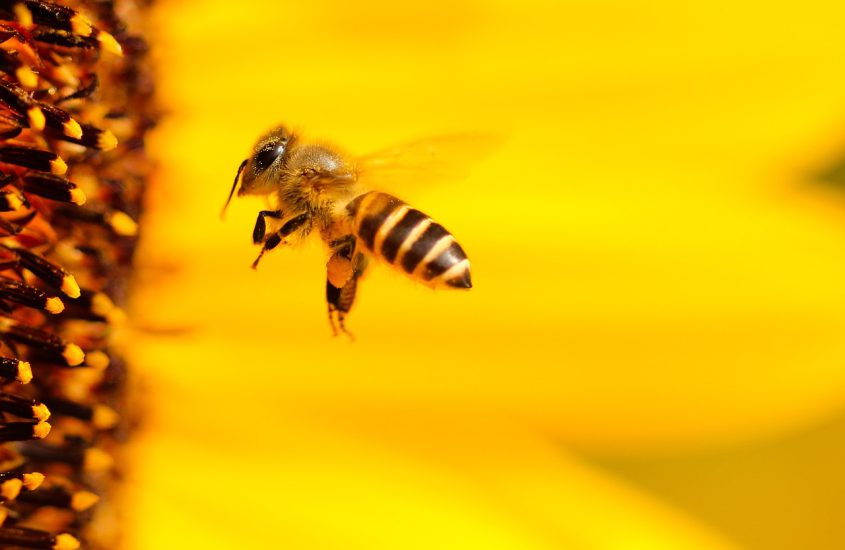 Wat is propolis en hoe maken bijen het?