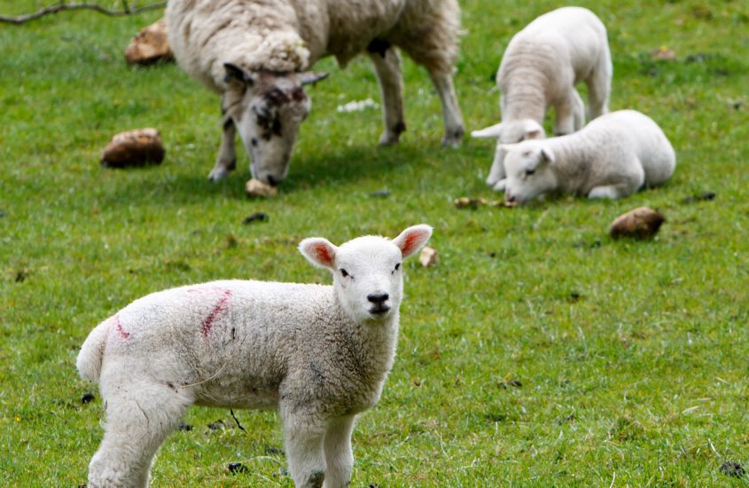 Echt Texels schapenvacht voor comfort in het huis