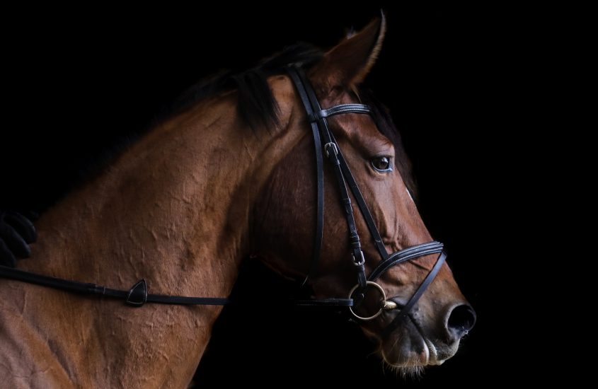 De juiste verzorging van paarden: hoe zorg je voor het welzijn van je paard?