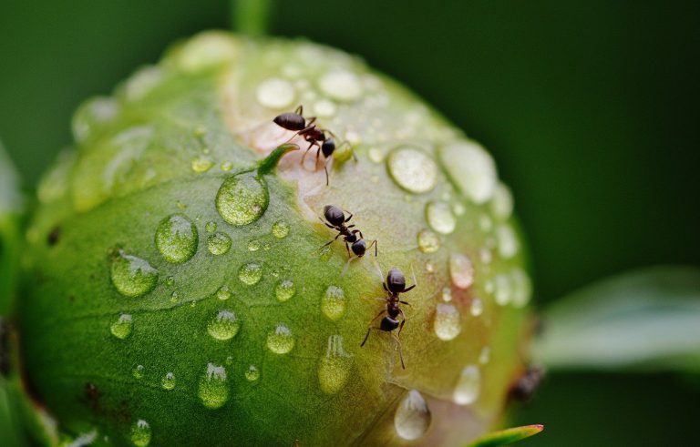 Aaltjes helpen tegen mierenplaag