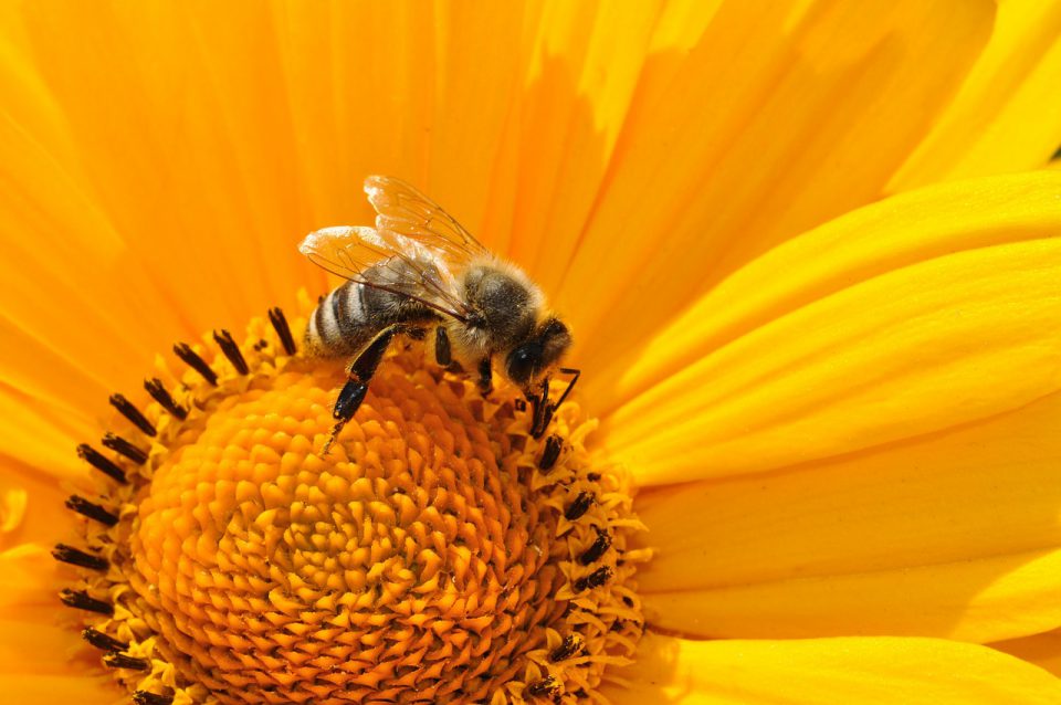 Het nut van bijen en wespen in ons land