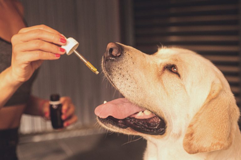 CBD olie geven aan je hond? Dit moet je weten!