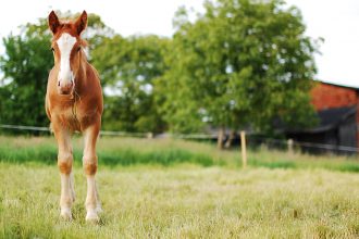 Glucosamine paard