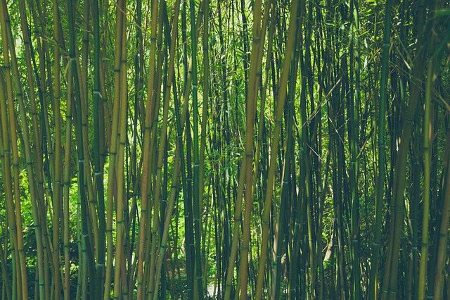Bamboe jaloezieën, wat zijn de voordelen?