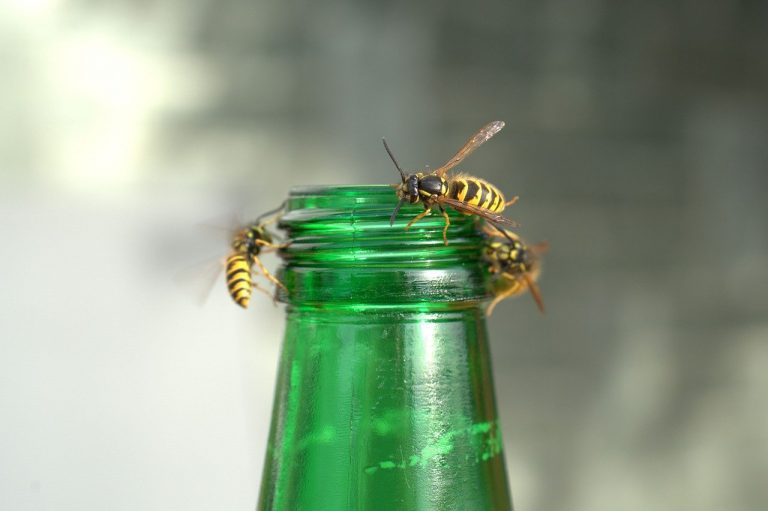Wat te doen tegen wespen?