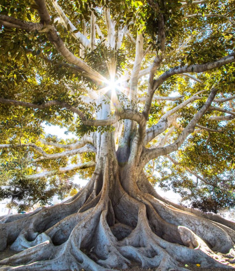 Bij deze boomziektes en plagen is de hulp van een boomverzorger onmisbaar