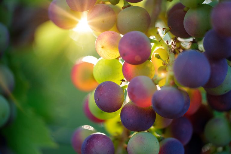 De vele voordelen van druivenpitten