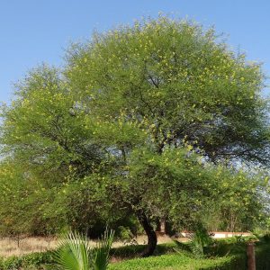 mimosa hostilis