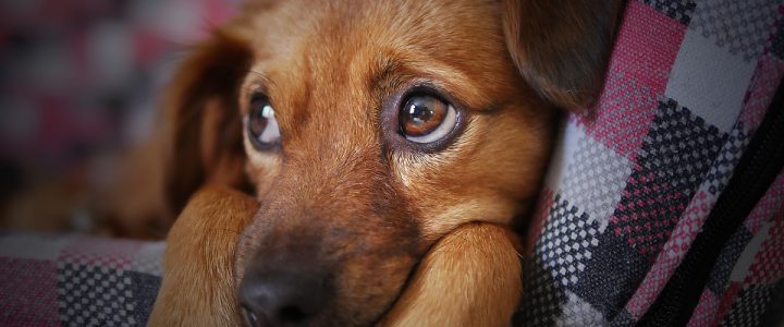 Hondenmand: je huisdier comfortabel op kantoor