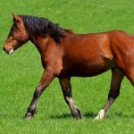 Glucosamine paard