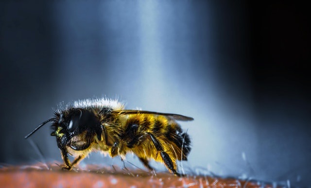 Wat te doen tegen een wespenplaag?